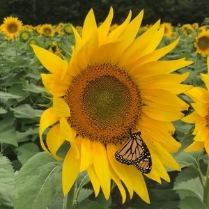 Meet your Posher, Ann
